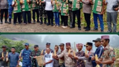 *Wujudkan Ketahanan Pangan, BUMDes Desa Golo Damu Sukses Panen Raya Jagung Hibrida,Bupati Endi Apresiasi*