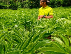 Tinggalkan Gelar Ners demi Bertani, Yafet Sukses Jadi ‘Raja Porang’ di Sano Nggoang